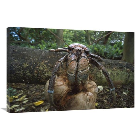 24 x 36 in. Coconut Crab Eating, Palmyra Atoll NWR, US Line Islands Art Print - Tui De Roy