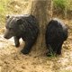 thumbnail image 5 of Bearachild Estatuilla de oso negro de árbol para el hogar, estatua de animales interesantes, diseño de escena, adorno de jardín, árboles, Decoración del hogar, 5 of 6