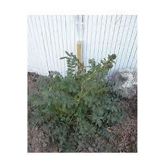 Salad Burnet Great Garden Herb By Seed Kingdom BULK 3,000 Seeds