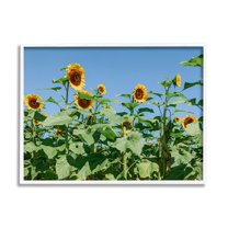 Stupell Industries Tranquil Country Sunflower Meadow Sunny Daytime Blooms Photograph White Framed Art Print Wall Art, Design by Kali Wilson