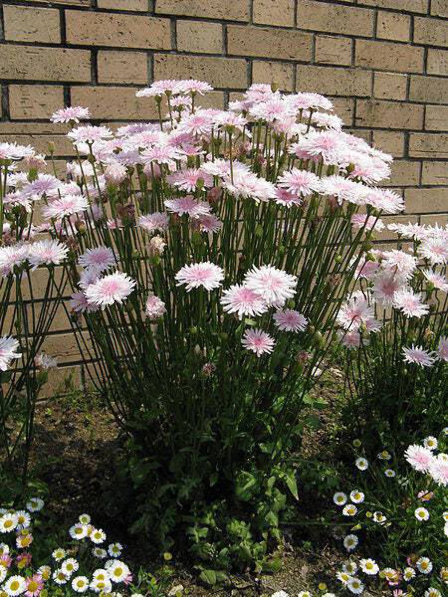 25 PINK HAWKSBEARD Crepis Rubra Flower Seeds Everlasting Daisy Two Tone Double - image 2 of 6