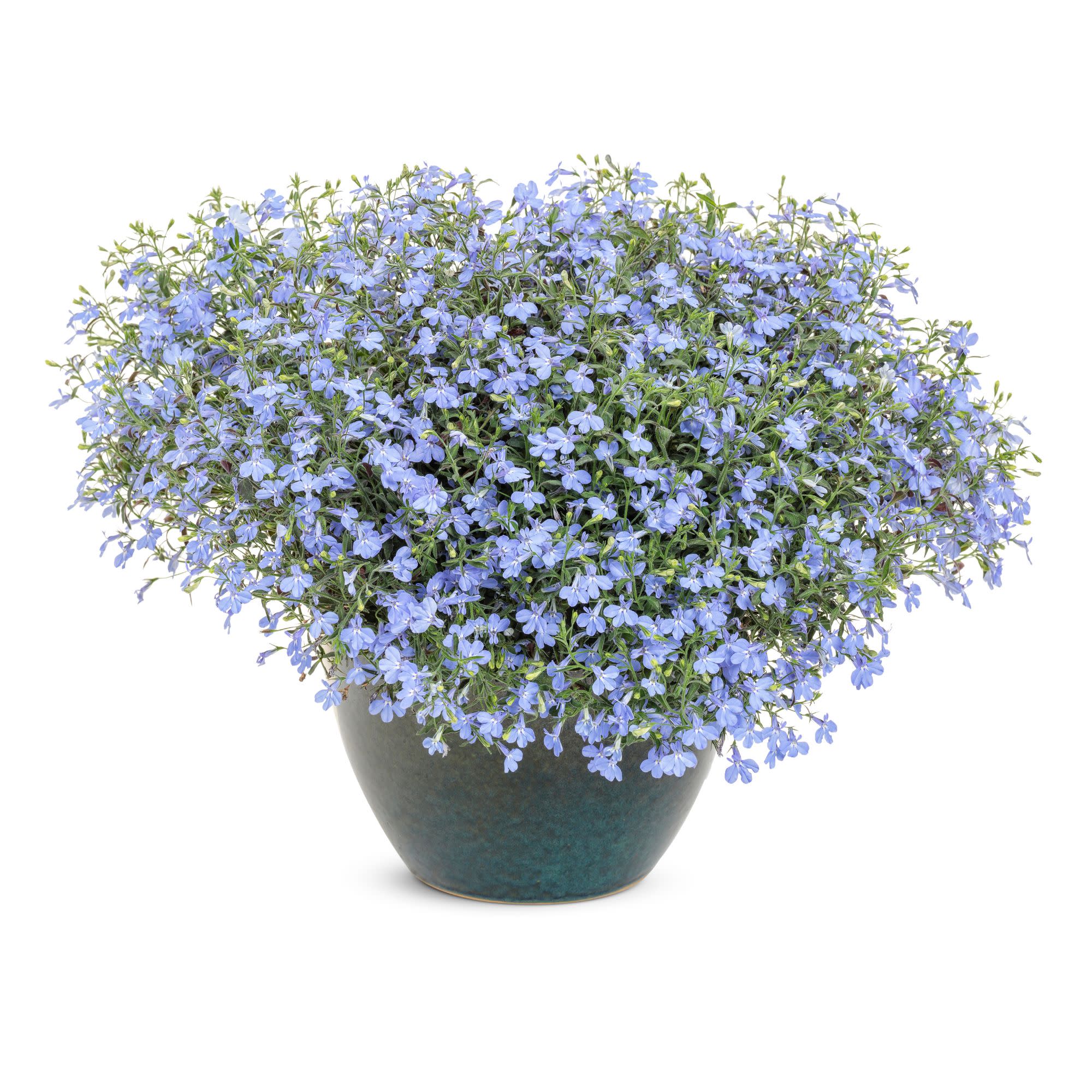 Proven Winners 4" Laguna Sky Blue Lobelia Live Plant in 4.25" Pot (4 Count)