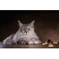 thumbnail image 2 of Vrican, Adrian 14x11 White Modern Wood Framed Museum Art Print Titled - Catch Me If You Can, 2 of 4