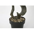 thumbnail image 3 of Vintage Home Artificial Faux Real Touch 4.58 Feet Tall Bonsai Tree With Fiberstone Planter, 3 of 5