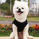 thumbnail image 3 of 2 piezas de ropa fina para perros Ropa de verano para mascotas Chaleco transpirable cómodo para perros MFZFUKR CPB-US-FXT517-3, 3 of 5