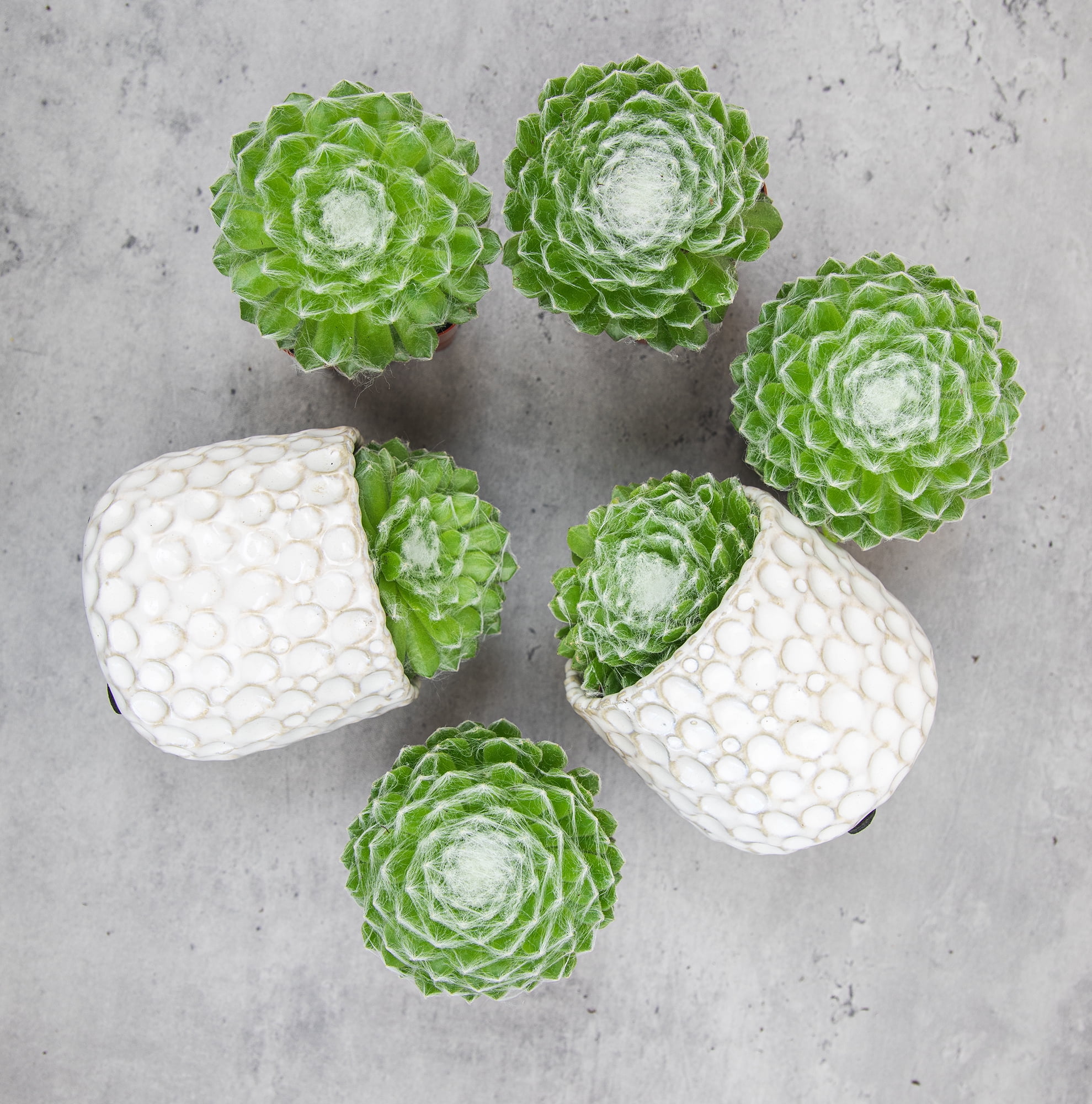 Altman Plants Pet Friendly Succulents (5 + 1 Free) Green Cobweb Sempervivum - 2 in Pots