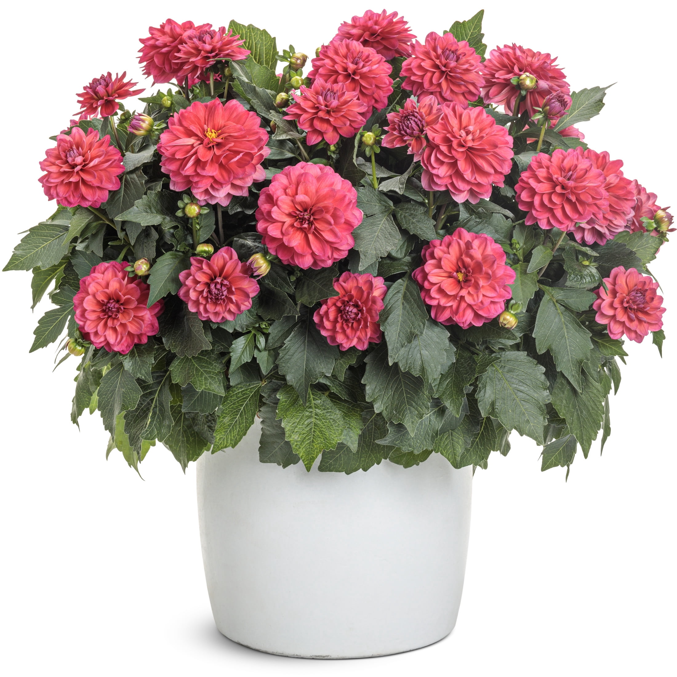 Proven Winners 8" Pink Virtuoso Rad Raz Dahlia Live Plant in 6.5" Pot