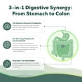 thumbnail image 6 of Triquetra Health Flora Digest – Digestive Enzymes Plus Probiotics, 6 of 10