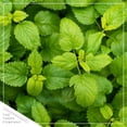 thumbnail image 2 of Live Aromatic and Edible Herb - Lemon Balm (4 Per Pack), Naturally Reduces Stress and Improves Air Quality, 8" Tall by 4" Wide in 1 Pint Pot, 2 of 7