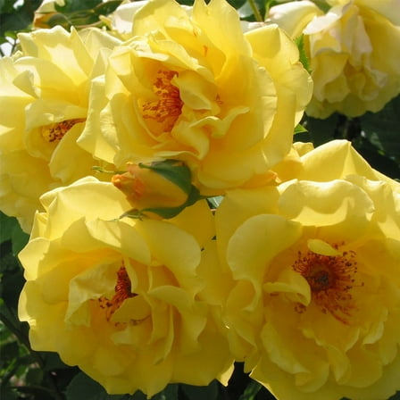 Heirloom Roses Rose Bush - Golden Gate™ Yellow Climbing Roses , Live Rose Plant
