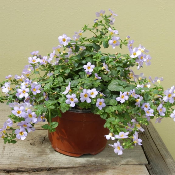 Outsidepride Bacopa Blutopia Blue Sutera Cordata Plant Seed - 20 Seeds