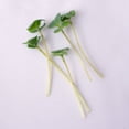 thumbnail image 6 of Mountain Valley Seed Company 1000 Broccoli Microgreens Plant Seeds, Non-GMO, 6 of 6