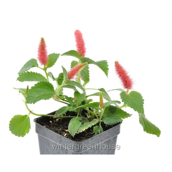 Acalypha Hispida, Chenille, Chenille Plant - Pot Size: 3" (2.6x3.5") - Flowers, House Plants