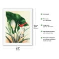 thumbnail image 2 of Red Cardinal and White Calla Lily Flowers - Vintage Hawaiian Airbrush Art by Frank Oda (Hale Pua Studio) c.1940s - Fine Art Rolled Canvas Print (Unframed) 20in x 26in, 2 of 4
