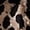Leopard Print, variant on Women'S Leopard Print Wide Leg Pants Elastic Waist Casual Loose Fit Trousers Fashion Lounge Yellow Leopard M