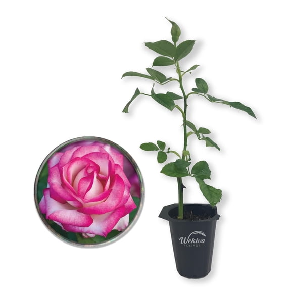 Miss Congeniality Rose Bush - Live Starter Plant in a 2 Inch Growers Pot - Beautifully Fragrant Grandiflora Rose - A Versatile Beauty with a Rich Fragrance