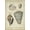 Unframed, variant on Art.com Vintage Shell Study II Art Print by Martini, 12" x 18"