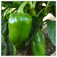 thumbnail image 2 of - 1/4 lb Organic Pimento Sweet Pepper Seeds - Gold Vault Bulk Seed Packet, 2 of 3