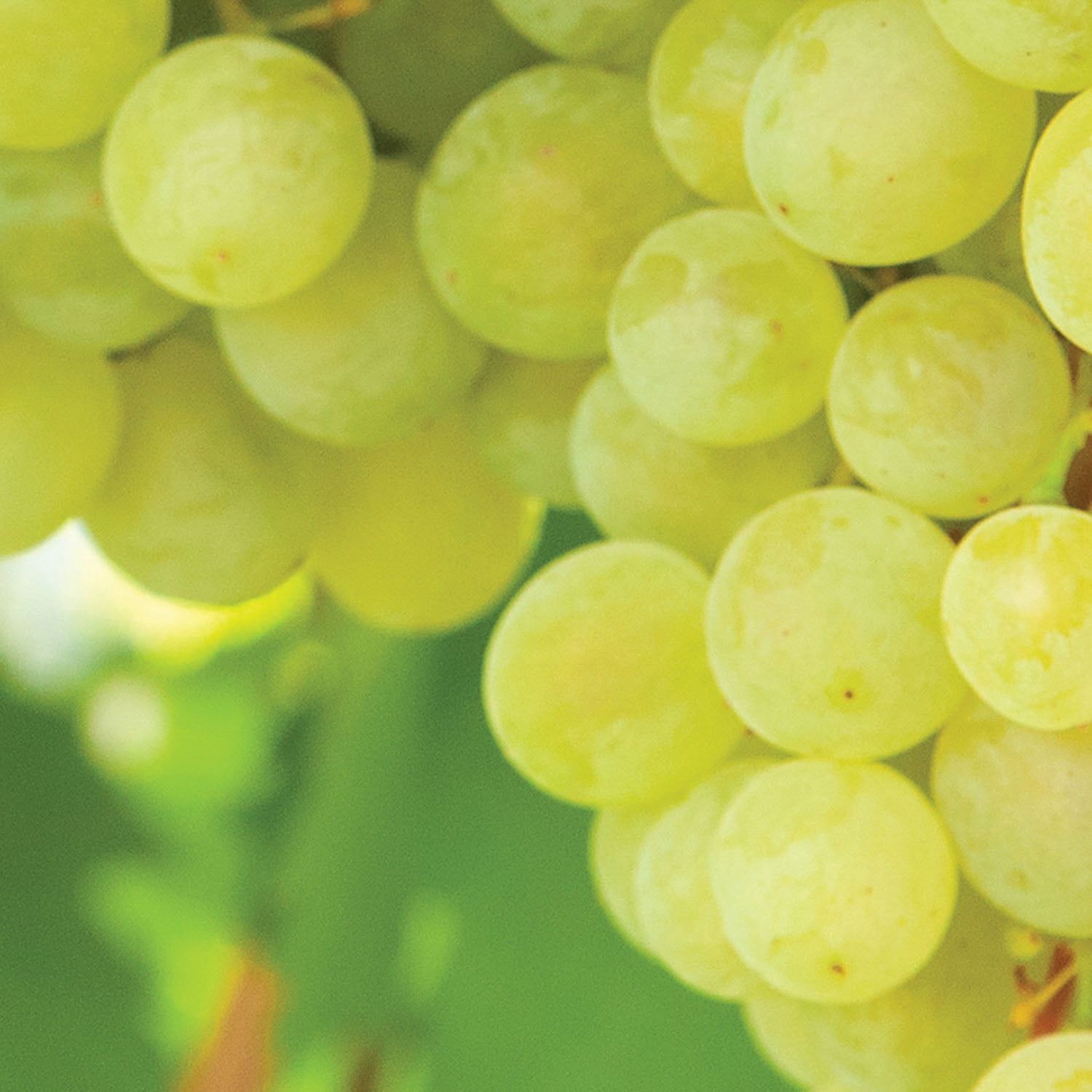 Expert Gardener Grape Collection Seedless (Set of 2 Dormant Bare Roots) Full Sun, Multi-Color, Perennial
