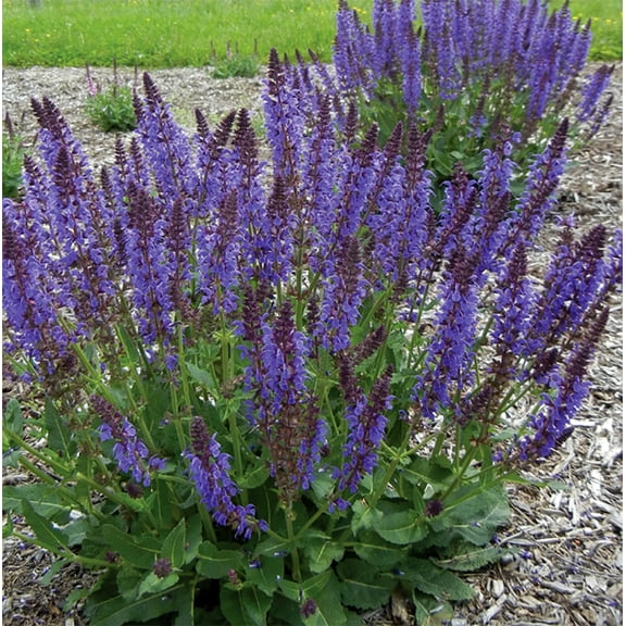 Blue By You Meadow Sage - Salvia - Gallon Pot