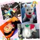 thumbnail image 4 of 8 piezas de camisas cálidas para mascotas para perro conejo, 4 of 7