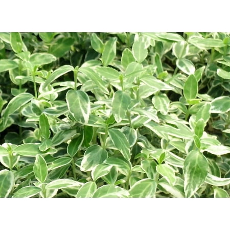Classy Groundcovers, Euonymus fortunei 'Gracilis' Euonymus fortunei radicans, Euonymus japonicus Gracilis, AKA Gold Splash (flat of 18 Pots, 3 1/2 inch square)