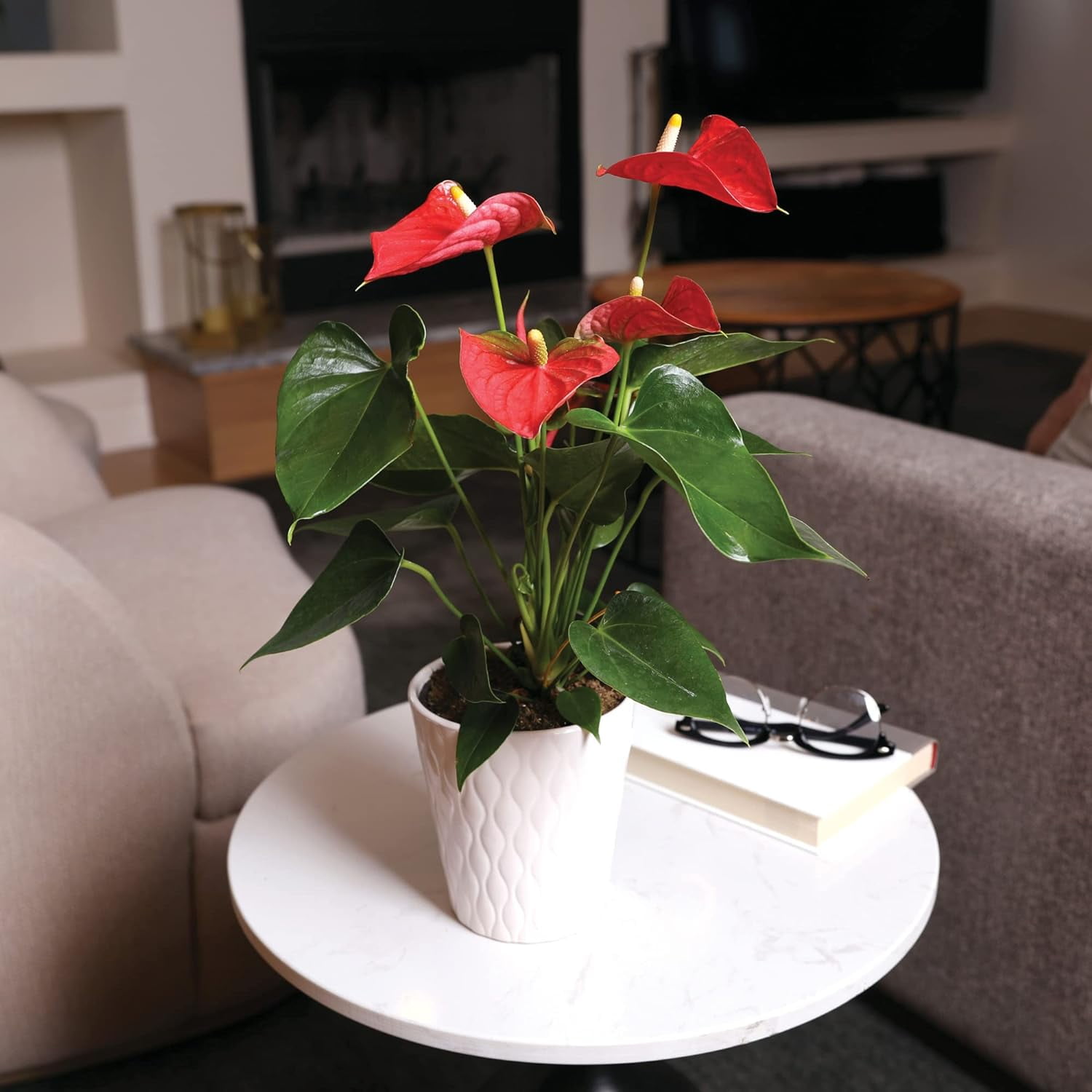Just Add Ice 14-18" Tall Rustic Red Anthurium Live Plant in 5" Moss Topped White Ceramic Pot, House Plant