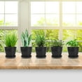 thumbnail image 3 of 8 Pack 5.5" Plastic Plant Pots with Drainage Hole and Trays, Flower Pots for All House Plants, Succulents, Flowers, and Seedling Nursery, Black, 3 of 5