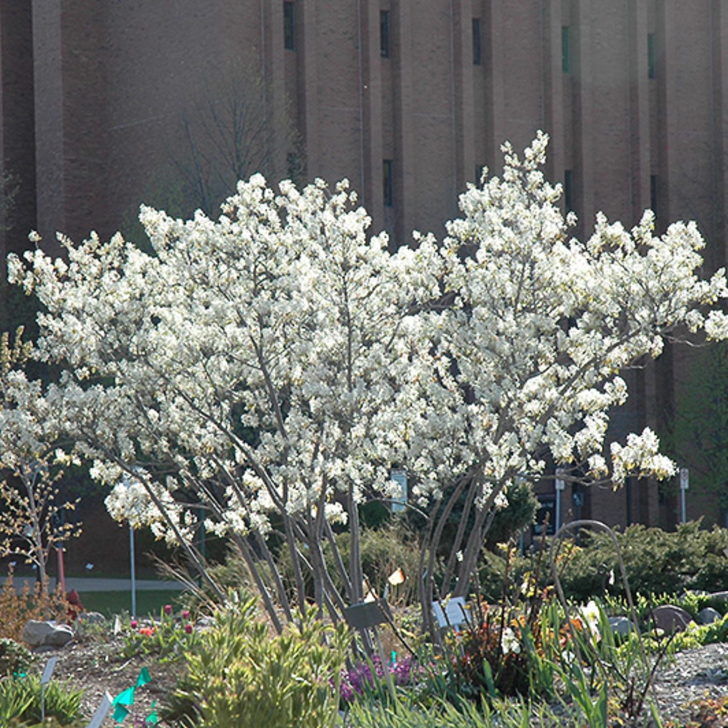 Expert Gardener 1-2' Serviceberry Autumn Brilliance® in 1 gal. Grower Pot