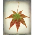 thumbnail image 2 of Mahan, Kathy 15x18 Gold Ornate Wood Framed with Double Matting Museum Art Print Titled - Maple Leaf I, 2 of 4
