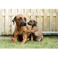 thumbnail image 2 of Young Rhodesian Ridgeback Giving Wall Mural by Wallmonkeys Peel and Stick Graphic (48 in W x 33 in H) WM184589, 2 of 4