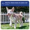 thumbnail image 5 of Downtown Pet Supply Bully Sticks For Dogs Free Range Dog Chews 5 Pack, 5 of 9