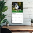 thumbnail image 5 of Australian Shepherds | 2026 12x24" (Hanging) Square Wall Calendar | Plastic-Free, 5 of 9