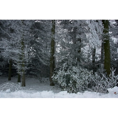 Snow Holly - Canvas Print Snow Ice Holly Eiskristalle Winter Ripe Stretched Canvas 10 x 14