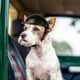 thumbnail image 2 of Casco para perro mascota, casco duro para cachorro, Chihuahua, perros ciegos, 2 of 3