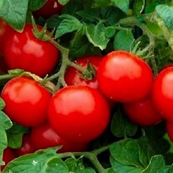 250 Cherry Tomato Seeds Large | NON-GMO | Instant Latch Fresh Garden Seeds