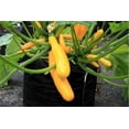 thumbnail image 4 of The Smart Pot® 15 Gal Tan Aeration Container, 4 of 7