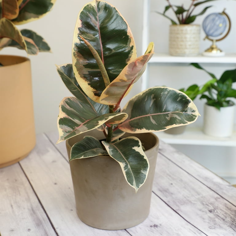yellow succulent plant Buy Aloinopsis Malherbei Online | Miniature Blue Fan