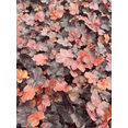 thumbnail image 4 of Fire Chief Heuchera in 3.5 inch Size Plugs/Coral Bells, 4 of 5