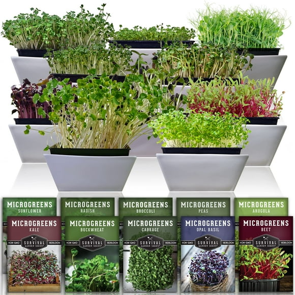 Survival garden Seeds Microgreens 10 Pack - Instructions to Plant, Sprout, and grow a Mix of Microgreen Plants - Arugula, Broccoli, Radish, Pea, Sunflower, Basil, cabbage, Buckwheat, Kale, B