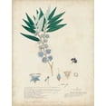 thumbnail image 2 of Descubes, A. 20x24 White Modern Wood Framed Museum Art Print Titled - Delicate Blue Descubes I, 2 of 4
