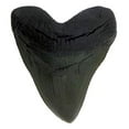 thumbnail image 5 of The Meg Gift - Two 5.5 inch Megalodon Tooth Replicas, Genuine Meg Tooth Partial & 5 Lamna Oblique Shark Teeth, 5 of 5