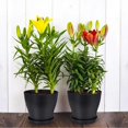 thumbnail image 3 of 6PCS Plastic Green Vines Pot Keep Your Desktop Clean with Tray Design for Outdoor Orchid Plants Flower, 3 of 5