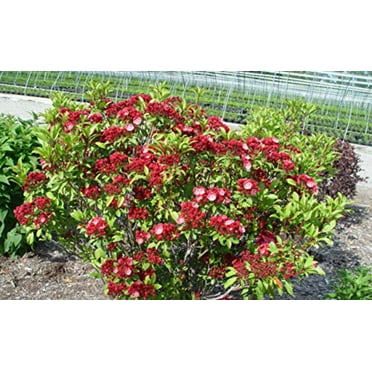 Raspberry Glow Mountain Laurel
