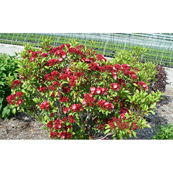 Raspberry Glow Mountain Laurel