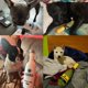 thumbnail image 4 of Juguetes creativos para perros, botella de vino, Vodka, cóctel, relleno de felpa, champán, forma de comida, chirriante, resistente a las mordeduras, suministros para mascotas, 4 of 4