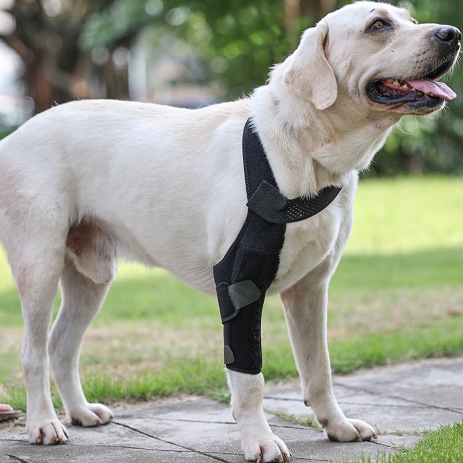Dog rear leg brace hot sale