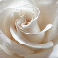 thumbnail image 2 of Burkhart, Monika 15x15 White Modern Wood Framed Museum Art Print Titled - White Rose II, 2 of 4
