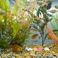 thumbnail image 4 of unbranded 200Ud Guijarros Para Acuario Que Brillan En Para Y Peces En, 4 of 6