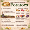 thumbnail image 5 of Red Chieftan Seed Potatoes | Vibrant Flesh | Heirloom Variety for Home Gardens | Excellent Yield & Flavor | Non-GMO, Untreated (3 Pounds), 5 of 5
